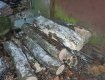 В областном центре Закарпатья местный житель напилил дров в Ботаническом саду