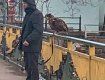 В областном центре Закарпатья продолжают издеваться над совами