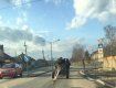 В Закарпатье обнаглевшие ромы среди бела дня перевозили краденый дорожный отбойник 