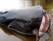 В реке Днепр поймали гигантского 50-килограммового сома-"людоеда" 