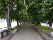 Дышите липами: Пользователи сети делятся фото цветущих лип в областном центре Закарпатья