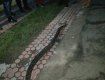 В Хусте на Закарпатье обнаружили огромную змею