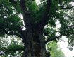 Закарпаття. Найстаріші дерева України ростуть у селі Стужиця