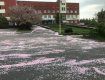 Захватывающая красота: В Ужгороде падает уникальный "снег"