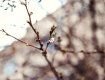 Последние 2-3 года это дерево сакуры цветет минимум три раза в год