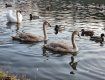 В центре Ужгорода по реке плавает лебединая семья