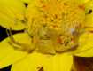 Желтый паук-бокоход был найден на Закарпатье