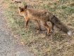 Может дернуть за шнурок: В Ужгороде прямо в парке к людям подбегает лиса