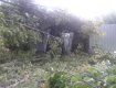 Сегодня ураган снова валит деревья в Ужгороде