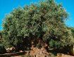 Древнее оливковое дерево, о.Крит