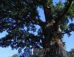 Могутні дерева можна побачити в селі Стужиця на Великоберизнянщині