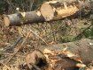 За последние годы в Карпатах отмечается пик гибели еловых лесов
