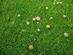 На футбольной арене "Говерлы" выросли грибы!