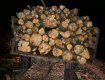 В Закарпатье "черные" лесорубы погорели на очередном преступлении 