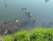 В Ужгороде на канале плавает человеческий труп