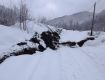 Оползень в Закарпатье повредил сотни деревьев 