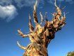 Калифорнийский Муфасаил – древнейшее дерево на планете