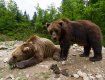 Реабилитационный центр бурого медведя в Межгорье