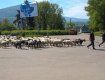 Овцы на прогулке