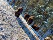 Свершилось!: В Закарпатье синевирские медвежата один за другим впадают в спячку 