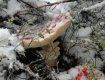 Опытные грибники на Закарпатье умудряются найти "улов" даже в снежное время