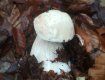 В Закарпатье даже после начала зимы продолжают собирать грибы 