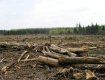 Пограничников,с помощью которых вырубили лес на миллионы гривен,разоблачило СБУ