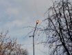 Странный парадокс: На Закарпатье уличные фонари работаю в дневное время, а в ночное - нет 