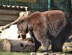 Сейчас в реабилитационном центре "Синевир" живут 18 медведей