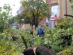 В Ужгороде на улице Швабской вырубили все живые деревья