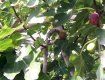 У жителя Мукачево фиговое дерево дает два урожая в год