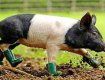 В Ужгородском районе у фермера украли сразу 18 свиней