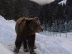 Луганские журналисты инициировали кампанию по спасению медведя Потапа