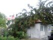 В Ужгороде во время сильного ветра на дом упала старая ель