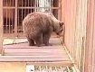 Закарпатский реабилитационный центр для медведей принял новую постоялицу