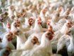 Продажа мяса птиц, а также яиц из ФРГ, в Словакии запрещена