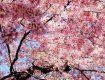 Масове цвітіння сакури розпочалося на Закарпатті на 2 тижні раніше звичайного.