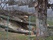 Директорка в Анталовцях спиляла дерева в саду школи собі на дрова?