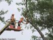 Завтра, 3 октября, в Ужгороде снова будут обрезать деревья