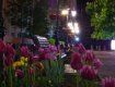 Чотири тисячі тюльпанів радуватимуть мешканців закарпатського селища!