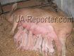 Закарпатский племенной завод выращивает лучших свиней