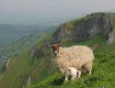 Поголовье овец на Закарпатье выросло более чем на 10%