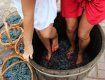 Девушки ногами будут давить 8 бочек винограда для изготовления вина