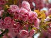 Посмотреть на цветение сакуры в Ужгороде можно 12-13 апреля