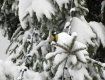 Зима в Ужгороде как по расписанию - 1 декабря пошел снег