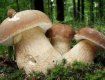 В горах Закарпатья полно белых грибов - как летом, так и зимой
