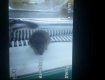 В одном из супермаркетов Ужгорода в холодильной витрине обнаружили крысу