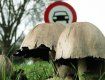 Специалисты не рекомендуют собирать грибы возле дорог
