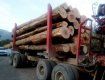 В Закарпатье массово вырезают лес: древесину вывозят эшелонами