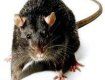 Если зима будет теплой, количество крыс в Ужгороде может существенно увеличиться